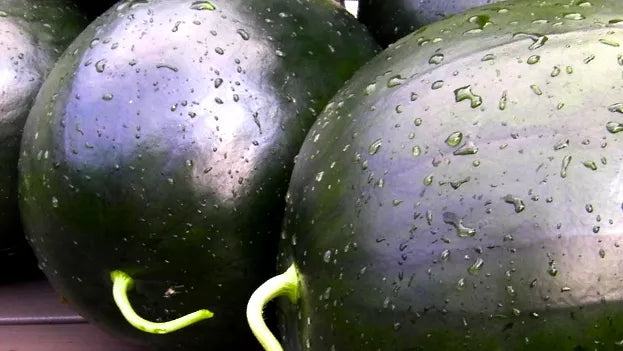 Citrullus lanatus 'Sugar Baby' glossy dark green round watermelon fruits with water droplets