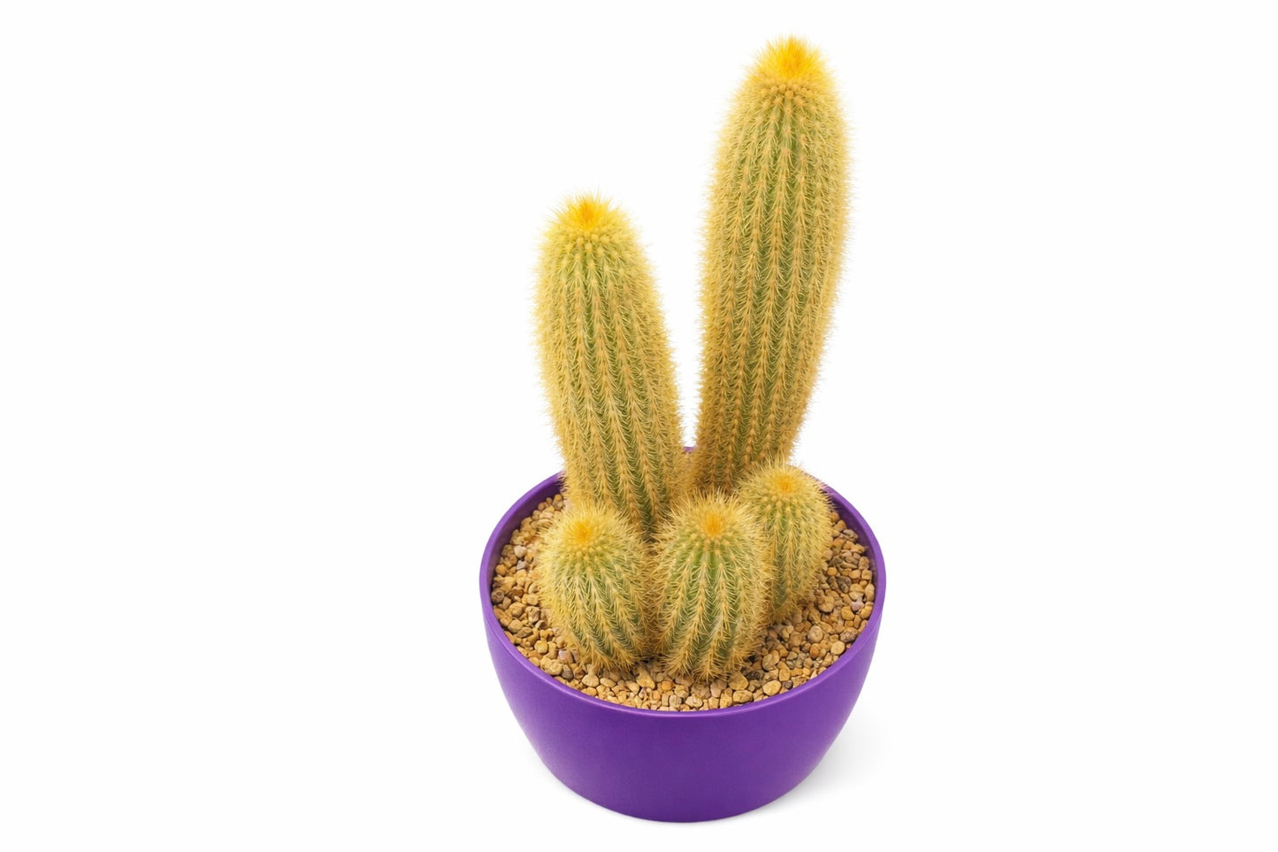 Weberbauerocereus johnsonii gyllen gul taggete kaktusklase i lilla potte