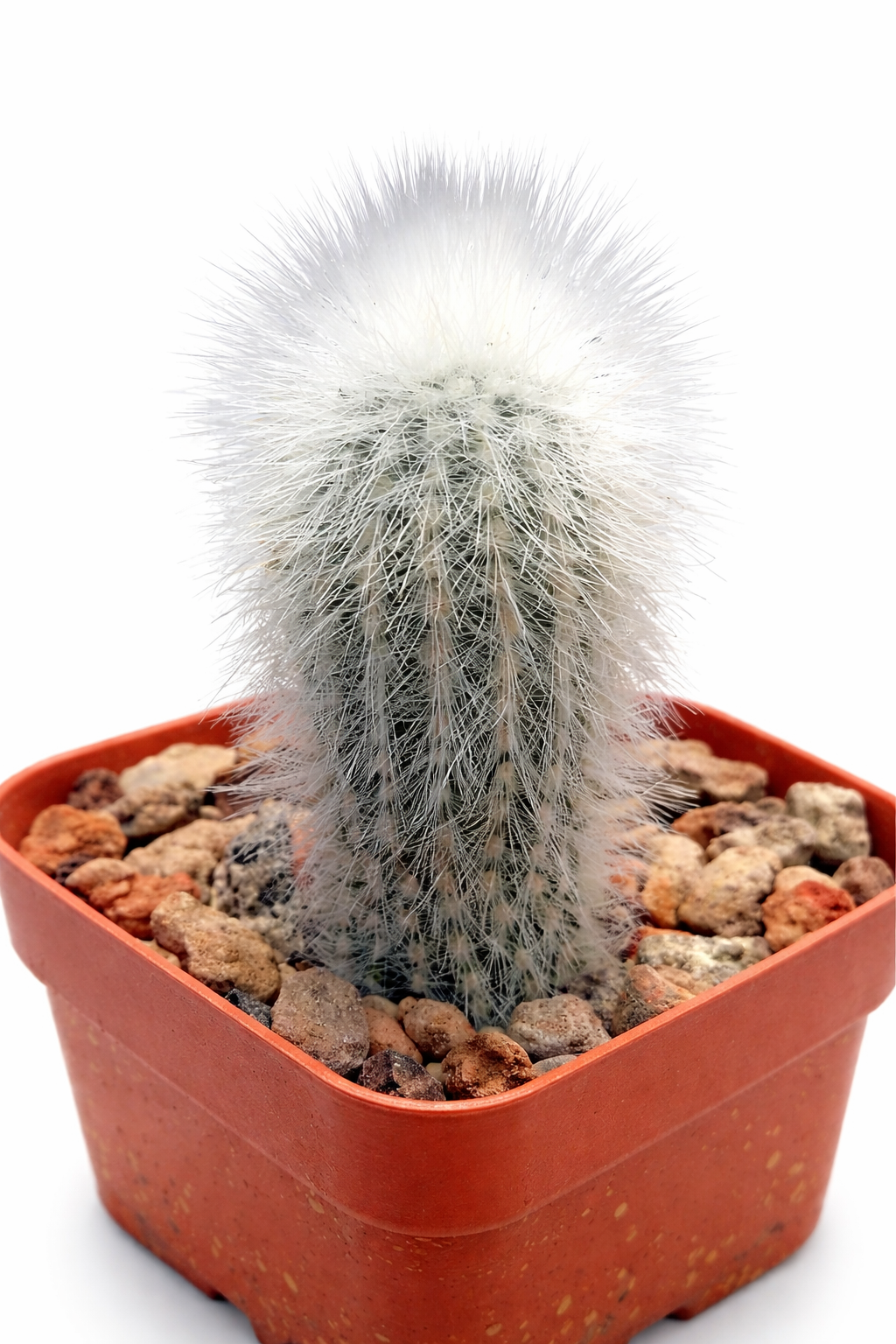 Weberbauerocereus rauhii liten kaktus med tette hvite pigger og myk hår i potte