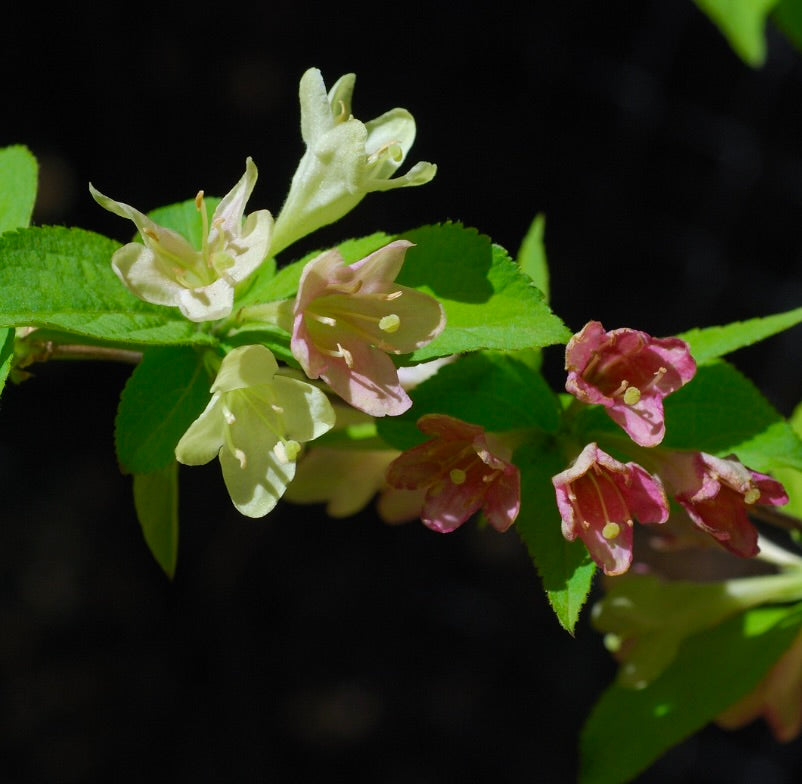 Weigela praecox delicate tubular pink and cream flowers with green leaves