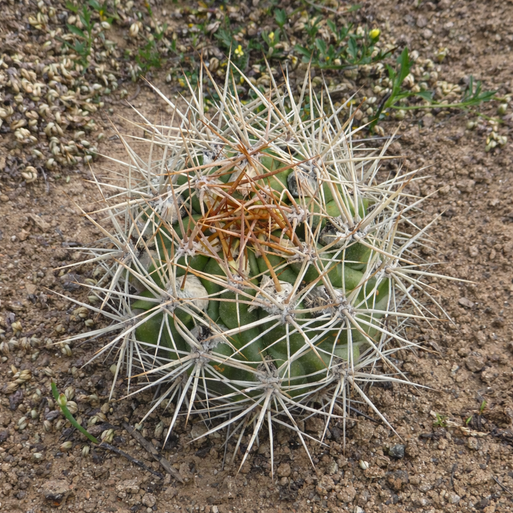 Weingartia chuquichuquinensis FRØ