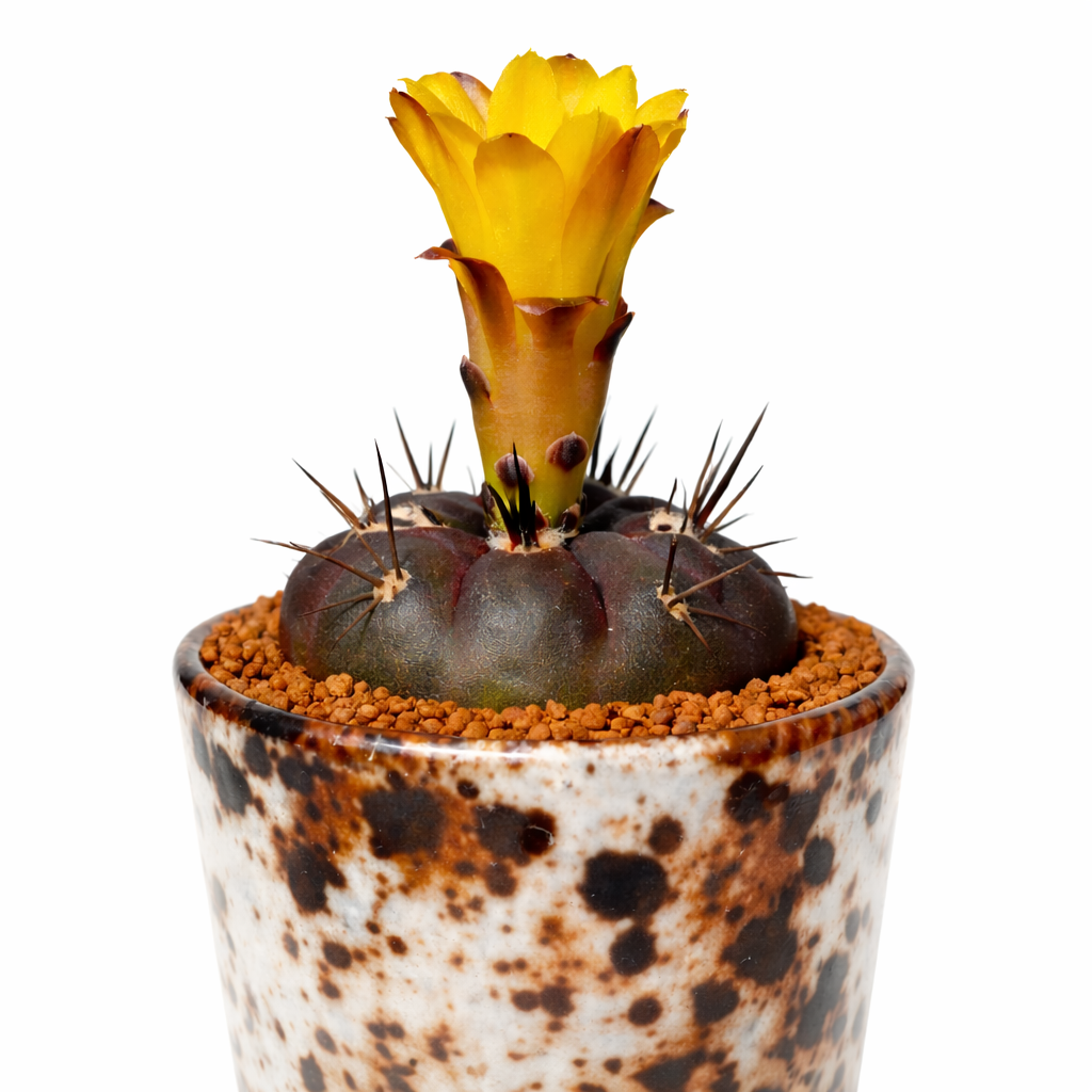 Weingartia dagmarii mørkegrønn kaktus med skarpe pigger og livlig gul blomstring