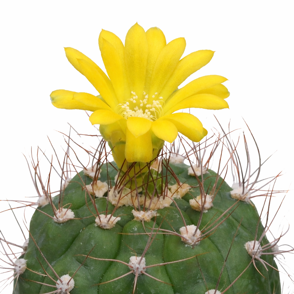 Cactus Weingartia frey-juckeri con flor amarilla brillante y largas espinas marrones