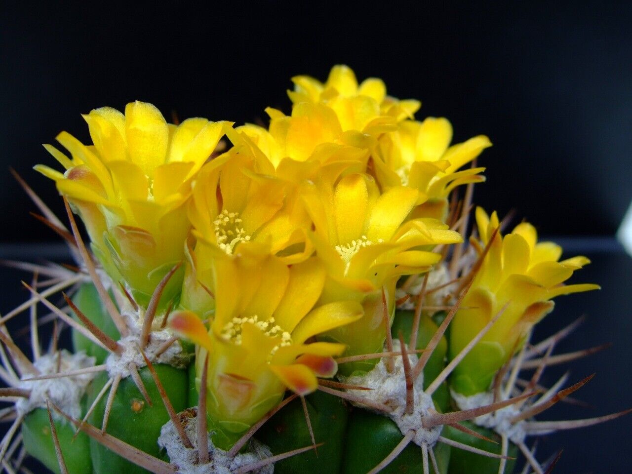 Weingartia lanata cactus with vibrant yellow flowers and sharp brown spines close-up