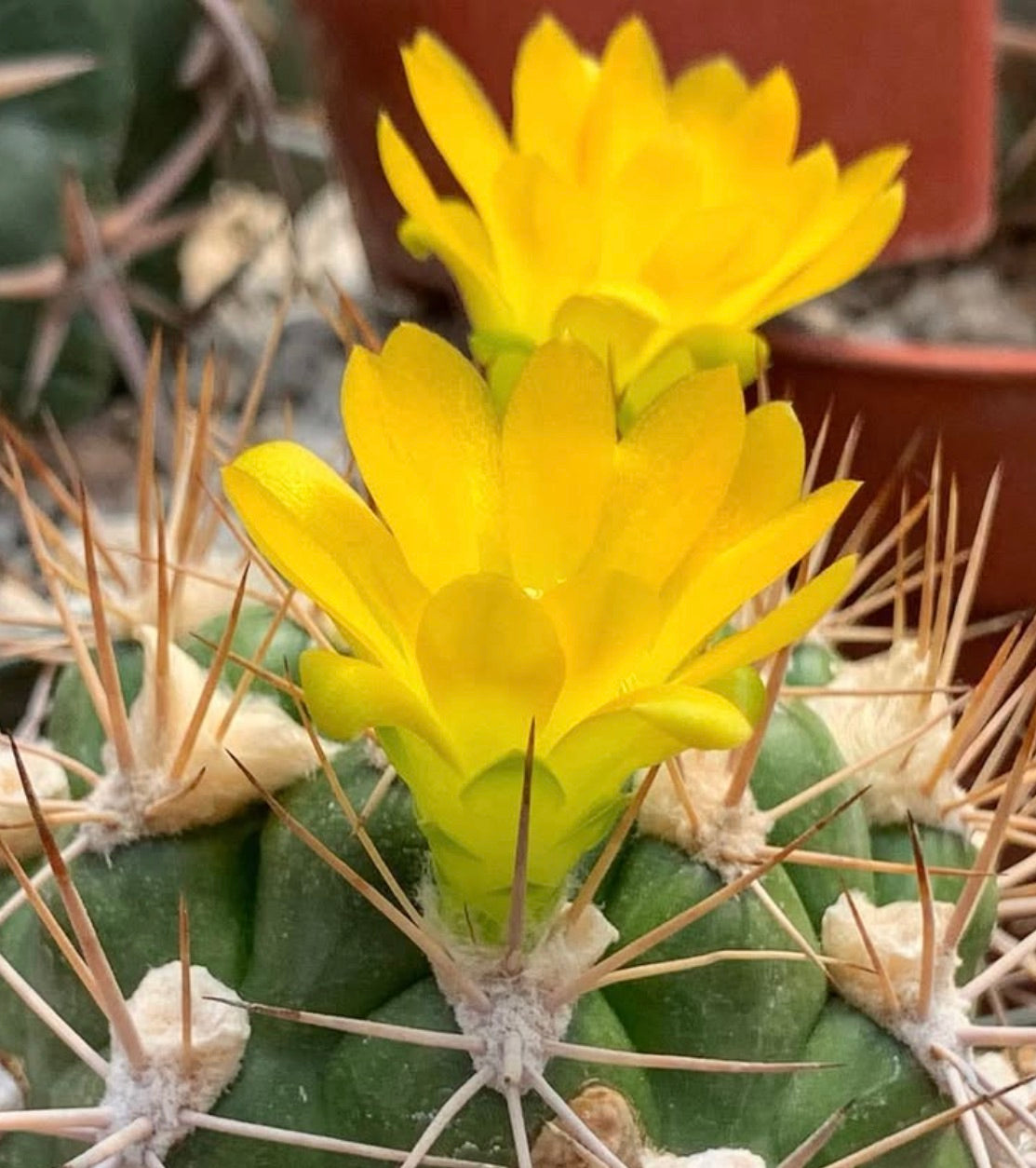 Weingartia longigibba FRØ