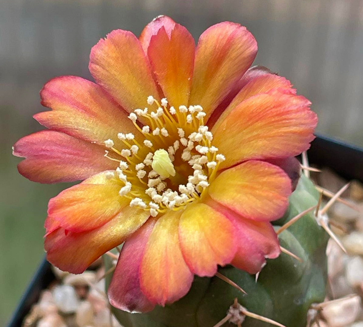 Weingartia neumanniana (Rote Blüten) Samen