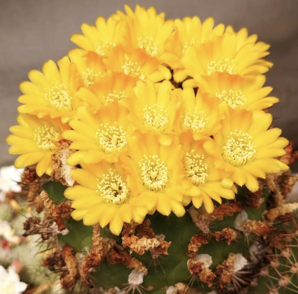 Weingartia platygona FRØ