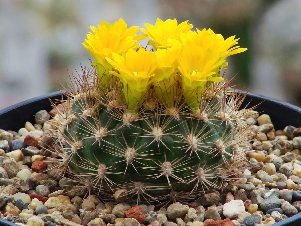 Weingartia pulquinensis small round cactus with sharp spines and bright yellow flowers
