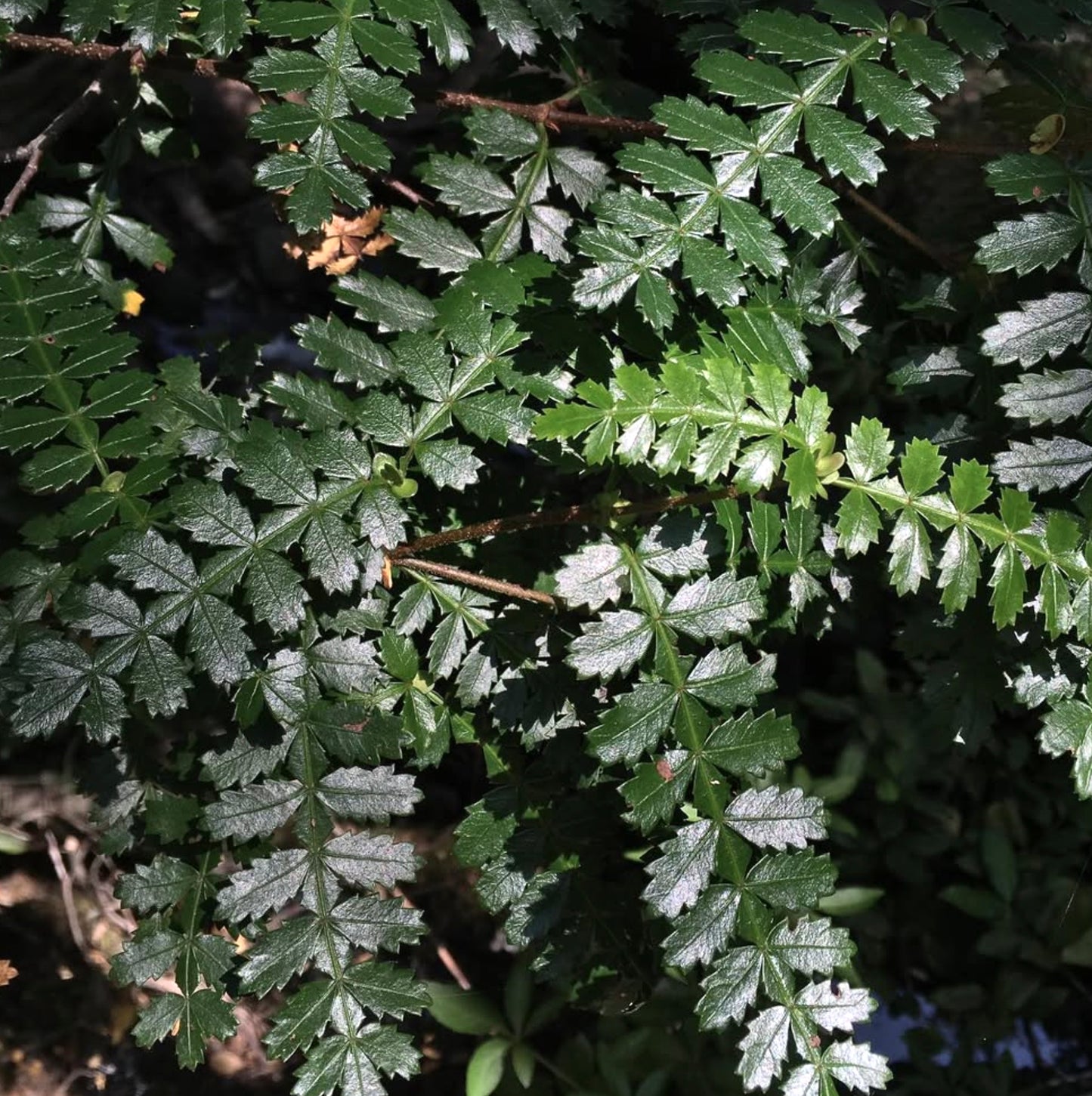 Weinmannia trichosperma