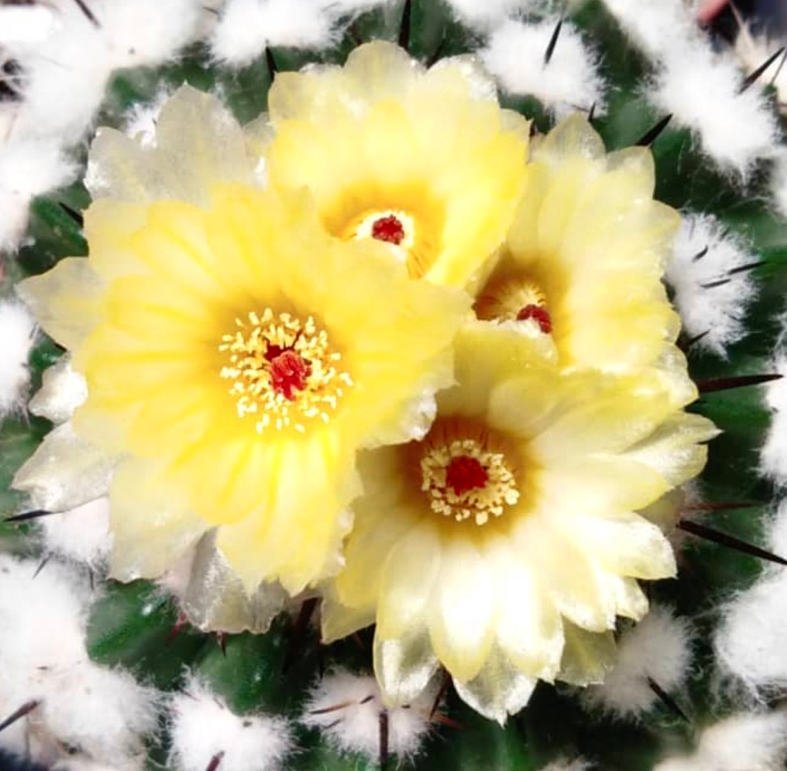 Wigginsia arechavaletei SAMEN