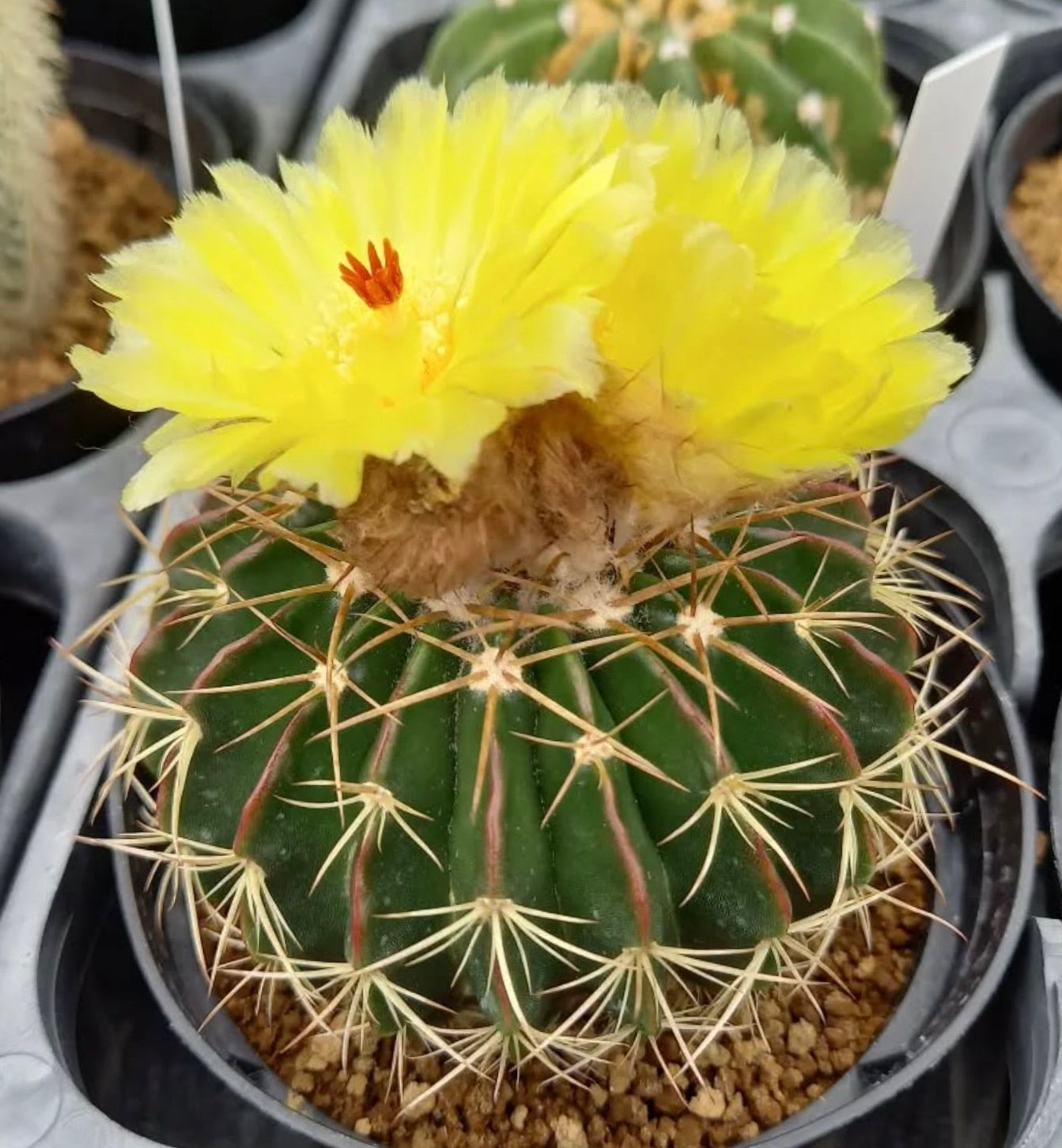 Wigginsia courantii SEEDS