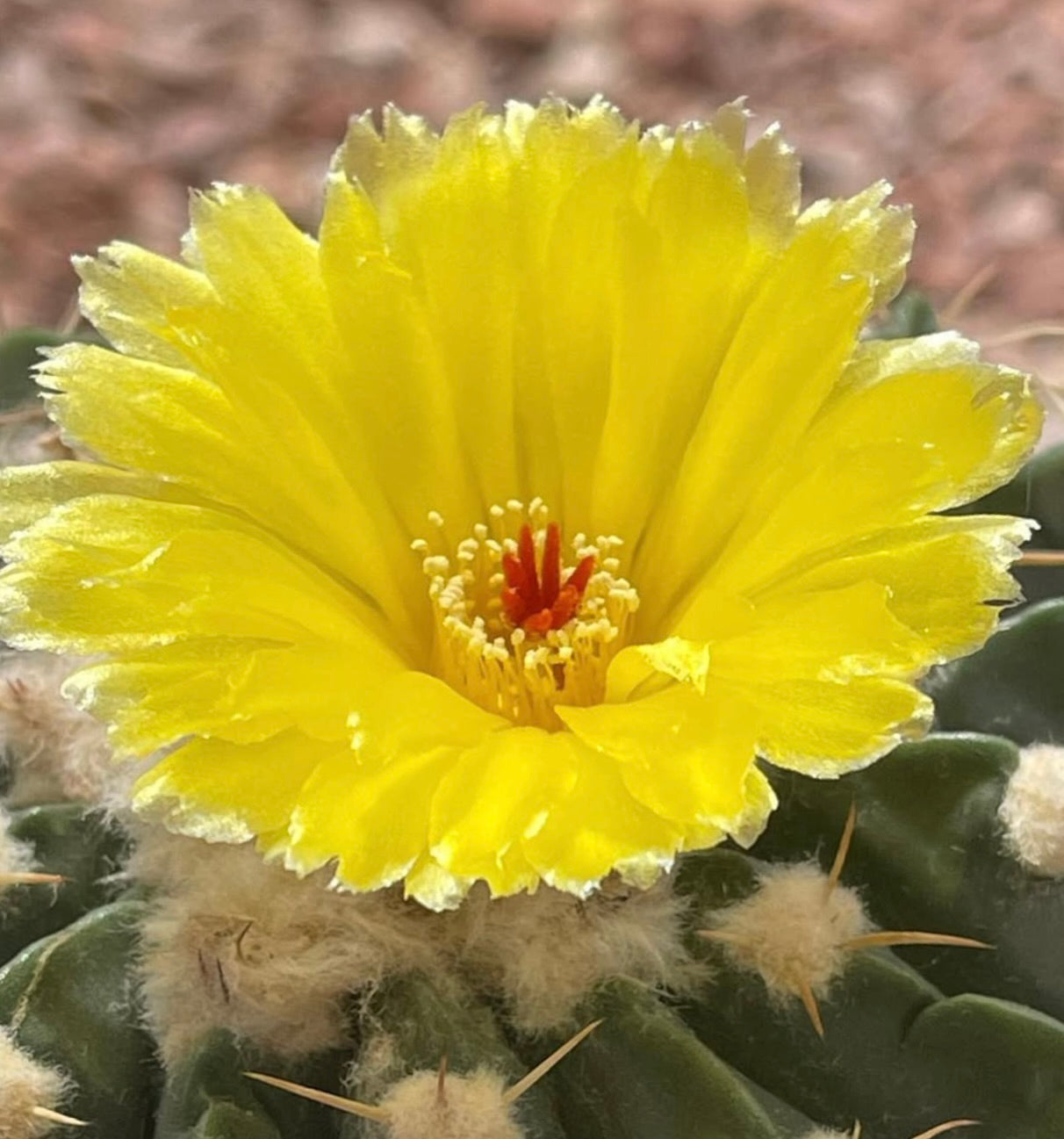 Wigginsia leucocarpa SEEDS