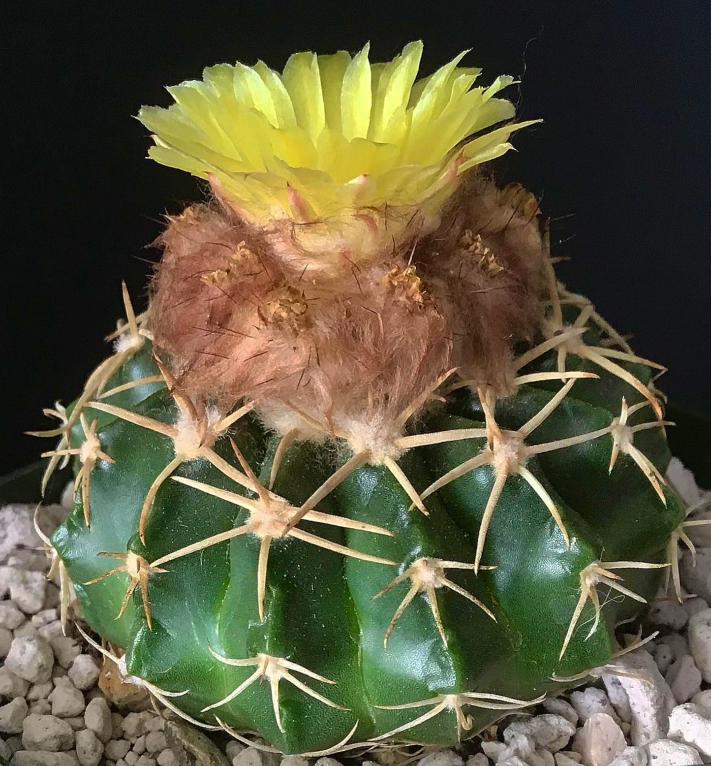 Wigginsia pauciareolata SEEDS