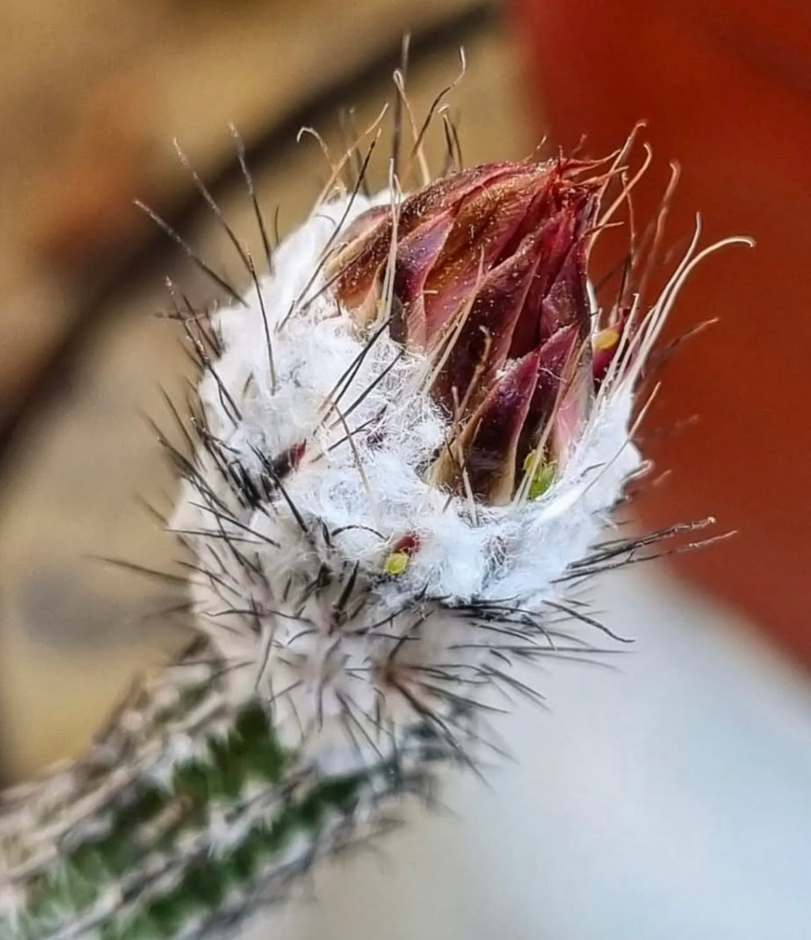 Wilcoxia schmollii var. nerispina SEEDS