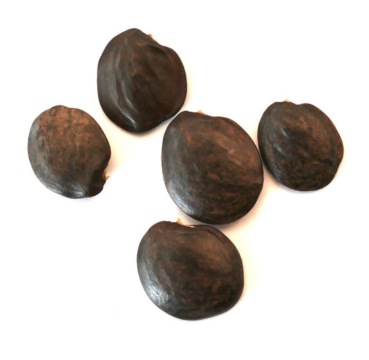 Wisteria floribunda dark brown smooth seeds for ornamental climbing plant propagation