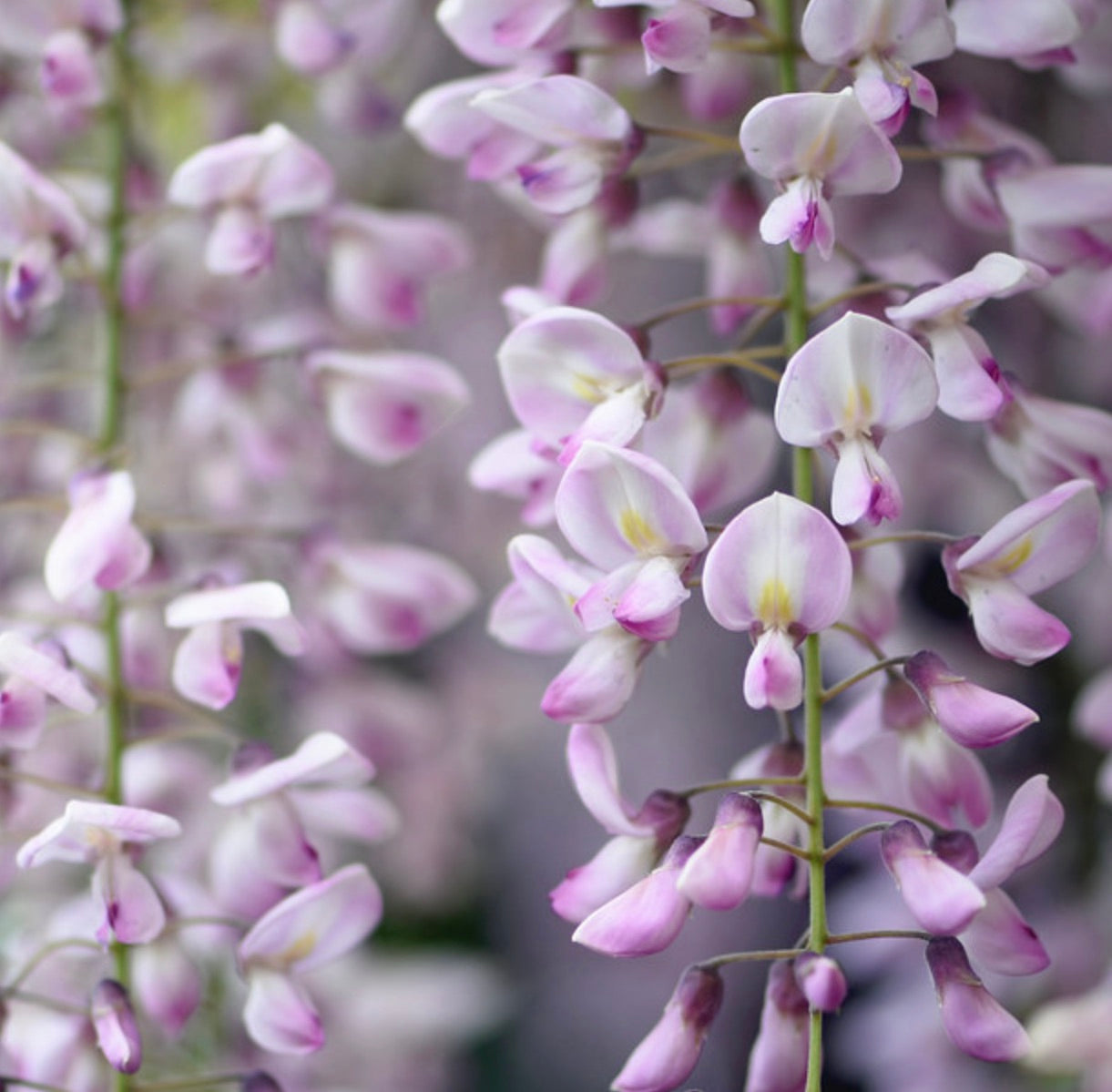 Wisteria floribunda delicate pale pink cascading flower clusters in soft focus