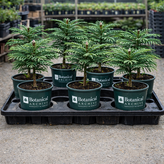 Jeune Wollemia nobilis rare en pot, conifère avec un feuillage délicat semblable à une fougère, en plateau de pépinière