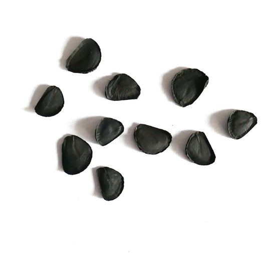 Yucca elata seeds scattered on white background for succulent propagation