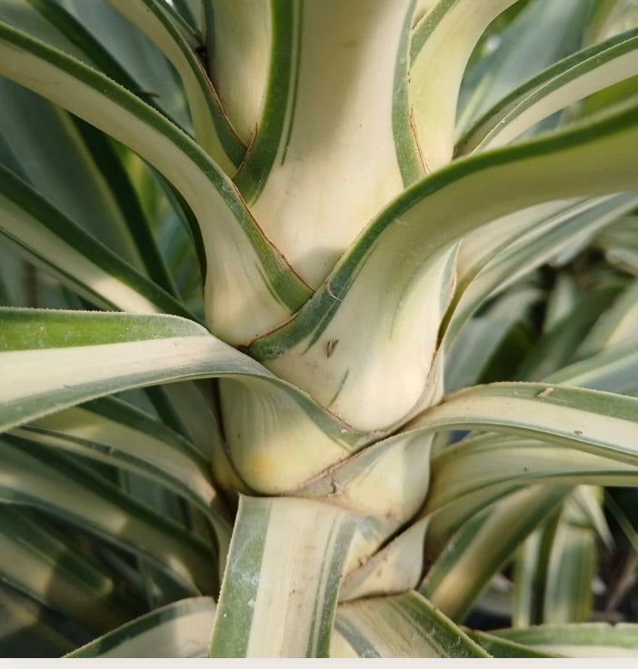 Yucca elephantipes MEDIOPICTA cv "SAMPEI" tiges épaisses panachées avec feuilles vertes et crème