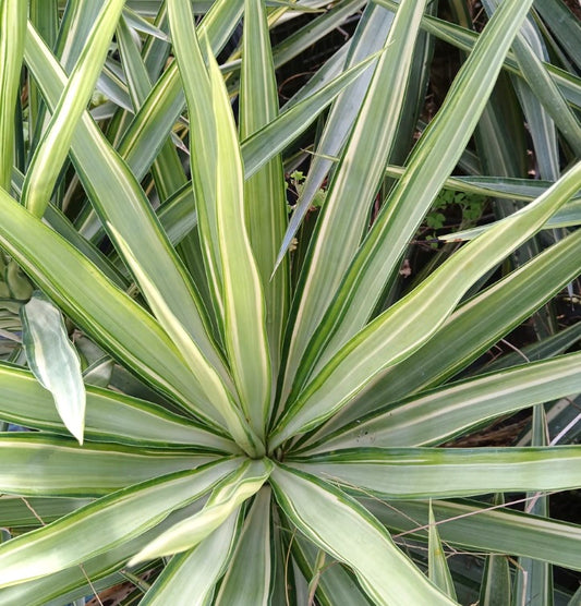 Yucca elephantipes cv "SAMPEI" with long variegated green and cream sword-shaped leaves