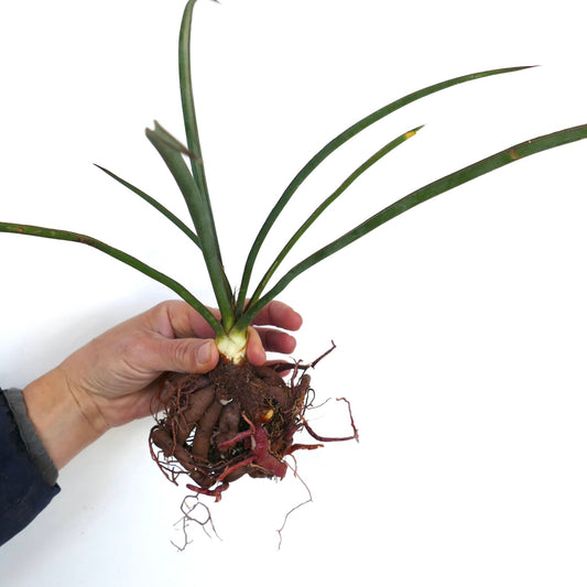 Yucca filifera with long slender green leaves and exposed thick root system held by hand