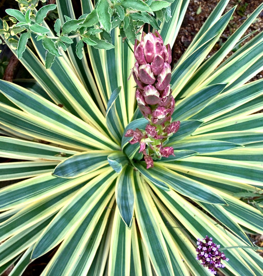 Yucca gloriosa variegated succulent with long striped leaves and purple flower stalk