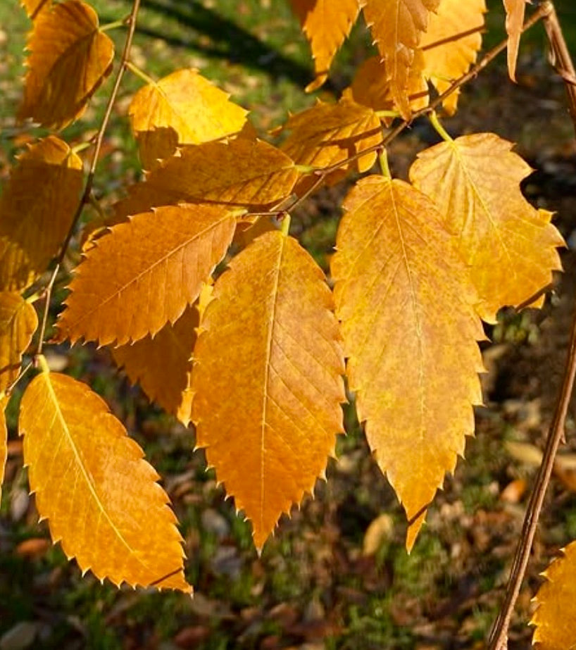 Zelkova serrata