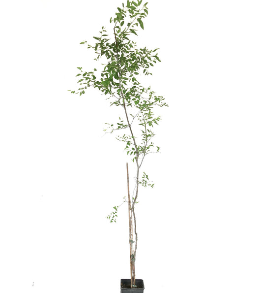 Ziziphus jujuba slender young tree with green leaves in black nursery pot