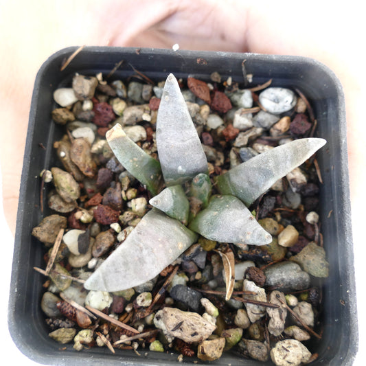 Ariocarpus retusus small succulent cactus with grayish-green thick triangular leaves in pot