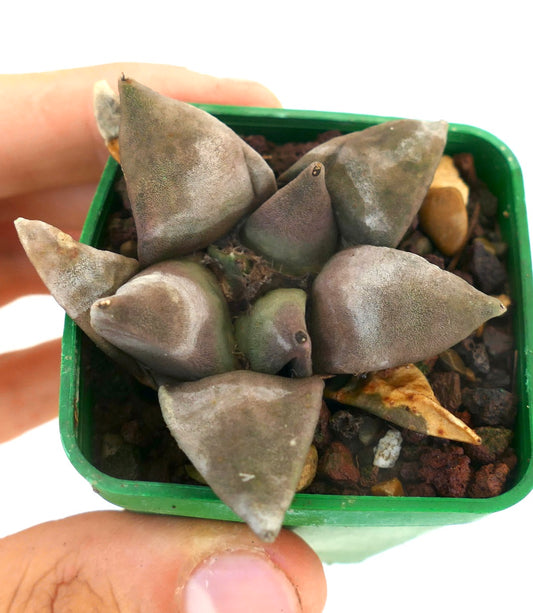 Ariocarpus retusus succulent cactus with thick triangular grayish-green tubercles in small pot