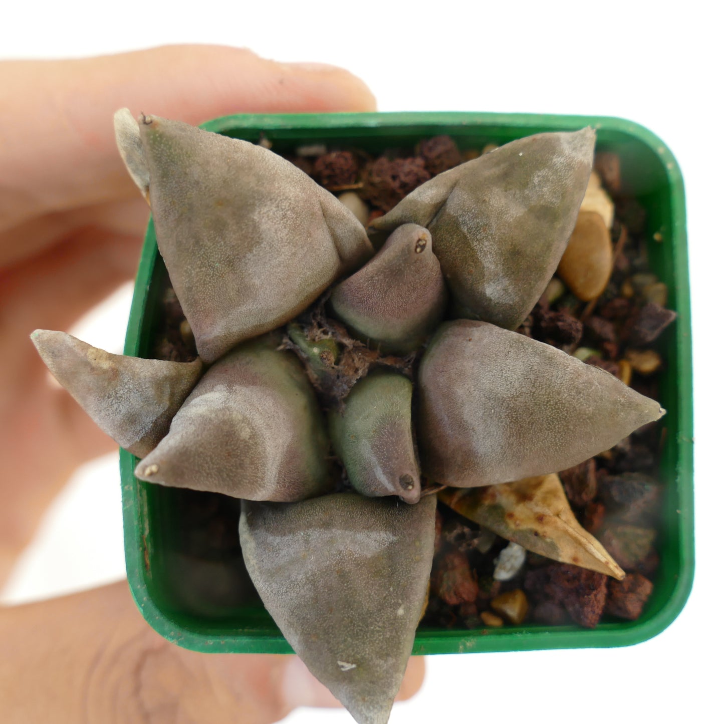 アリオカルプス・レトゥスス 多肉質サボテン 厚みのある三角形の灰緑色のこぶが特徴 小さな鉢植え