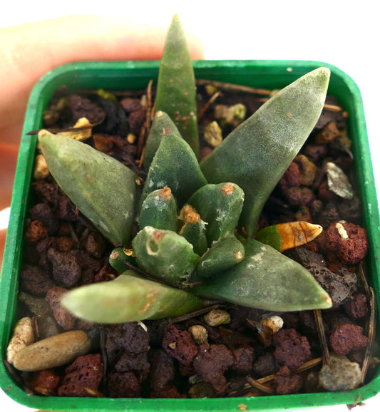 Ariocarpus scapharostroides small succulent cactus with thick green leaves and rough texture in pot