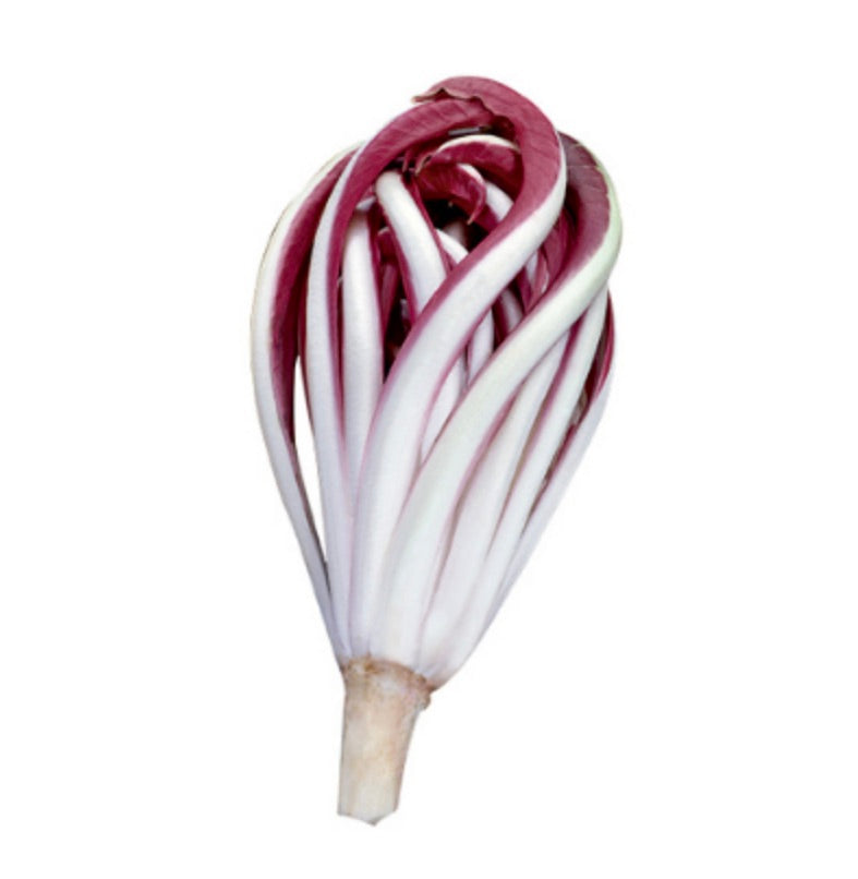 Cichorium intybus var. foliosum 'Early Red Treviso Chicory' ortaggio fogliare allungato rosso e bianco