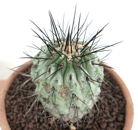 Copiapoa cinerea var. dealbata succulent cactus with thick black spines and textured green body in pot