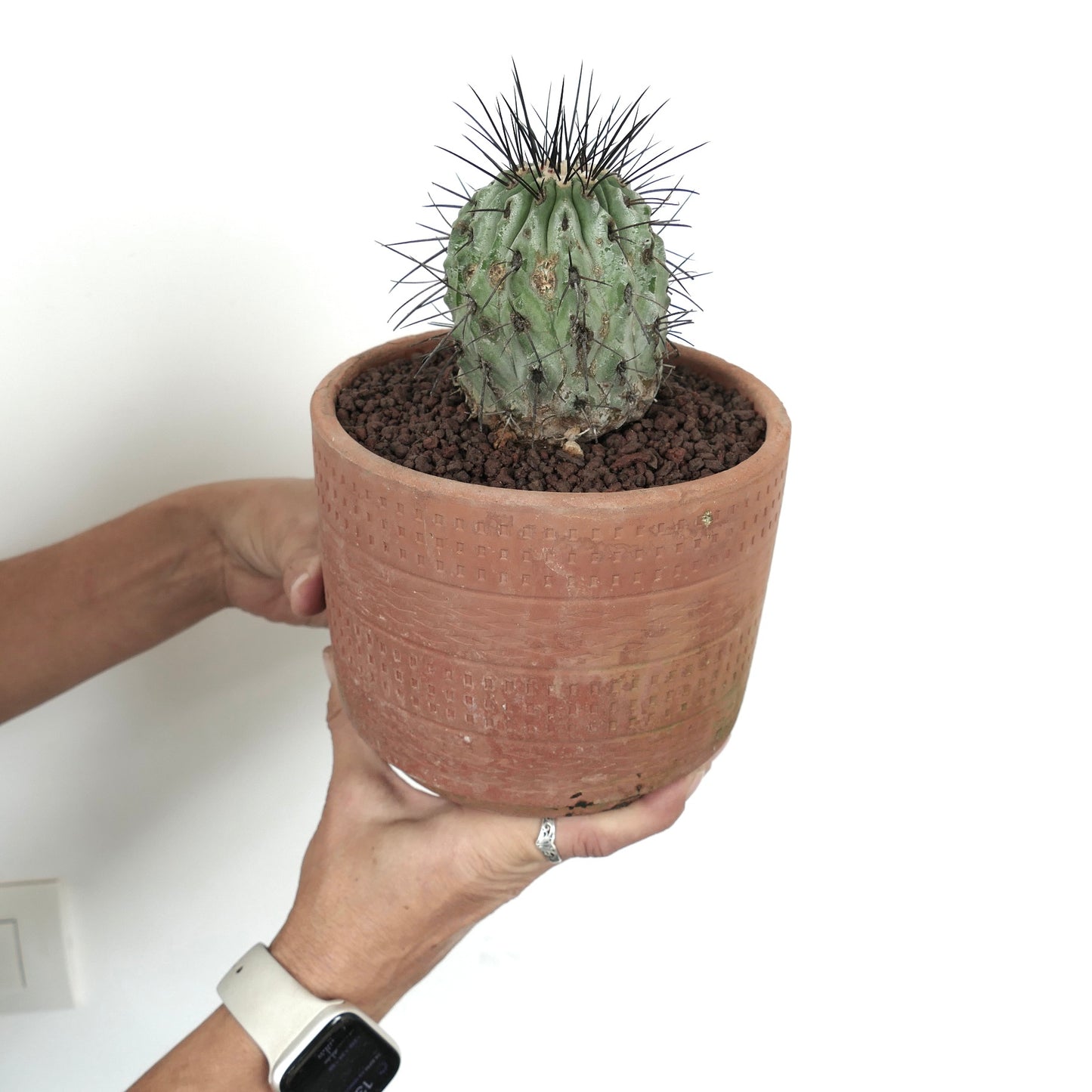 Copiapoa cinerea var. dealbata small round cactus with prominent black spines in terracotta pot
