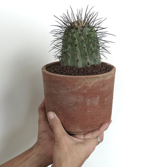 Copiapoa cinerea var. dealbata small green cactus with long dark spines in terracotta pot