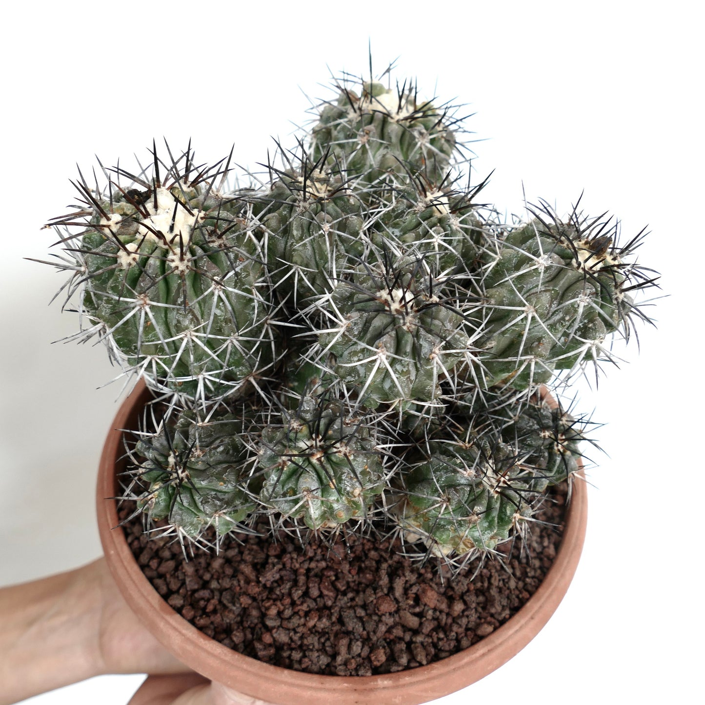 Racimo de Copiapoa echinoides con espinas blancas y negras densas en maceta de terracota