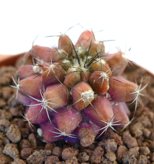 Copiapoa serpentisulcata X Copiapoa cinerea seltene kleine Kaktusart mit rötlichen Warzen und langen Stacheln