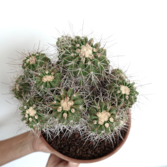 Copiapoa superba cluster succulent cactus with dense white spines and green stems in pot