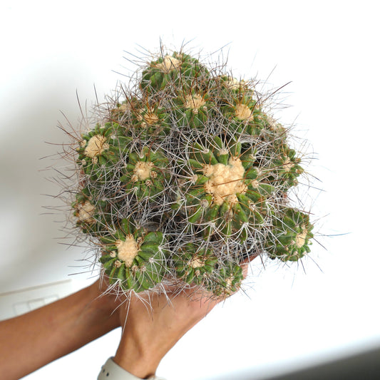 Copiapoa superba cluster succulent cactus with dense spines and woolly areoles held in hands