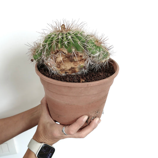 Copiapoa superba succulent cactus cluster with thick spines in terracotta pot held by hands