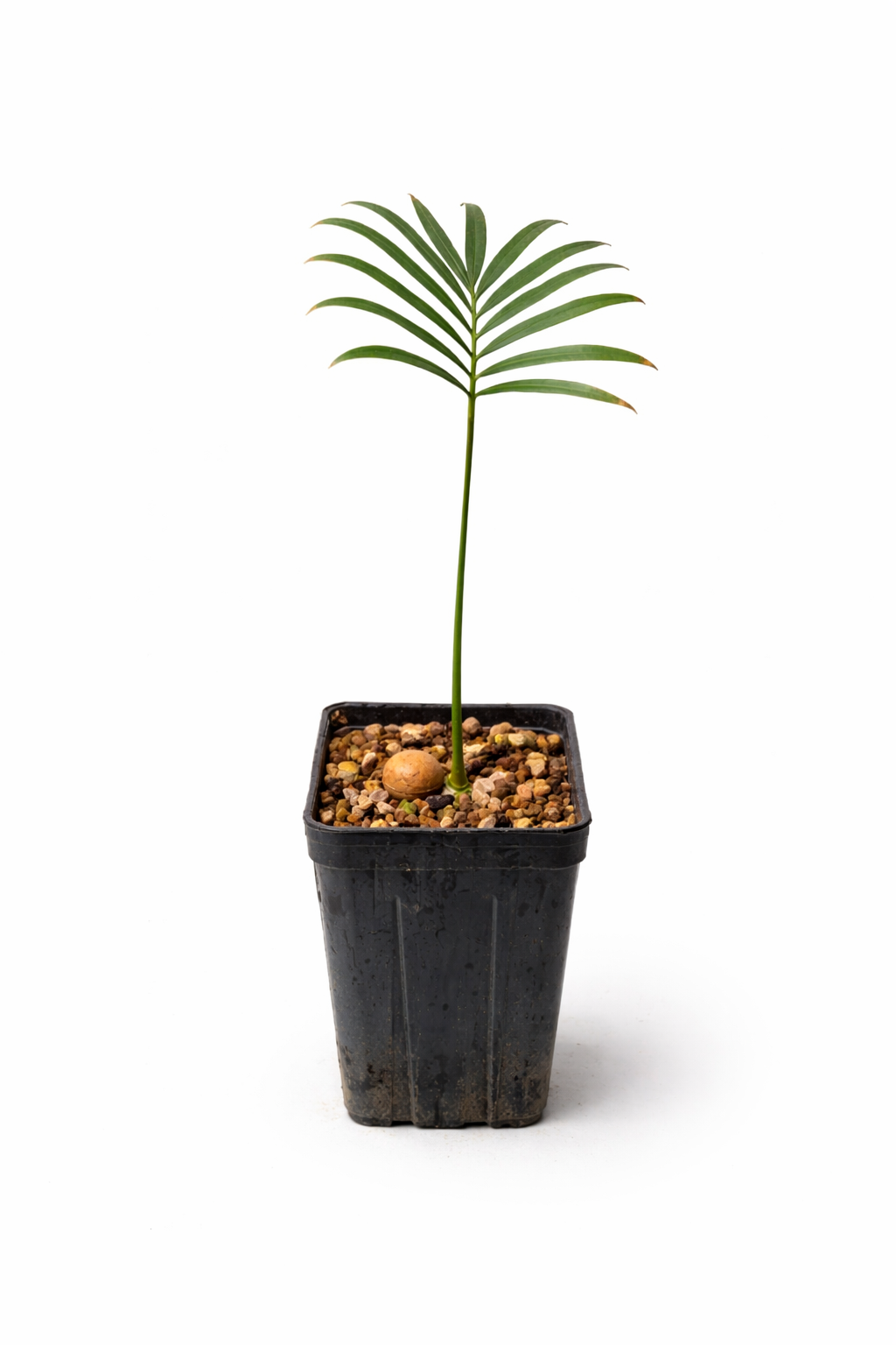 Junge Cycas laotica Setzling mit schlanken grünen Blättern im schwarzen Anzuchttopf