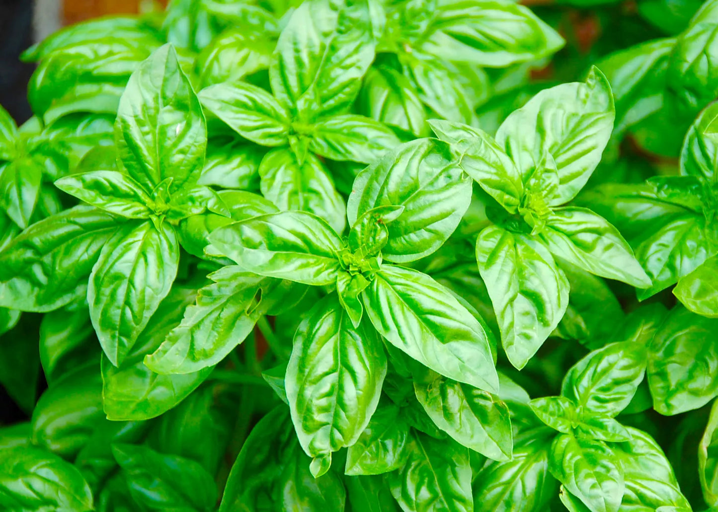 Ocimum basilicum 'Fine Green Basil' fresh vibrant green glossy leaves close-up
