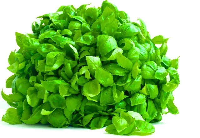 Ocimum basilicum 'Lettuce Leaf Basil' fresh bright green crinkled leaves bundle