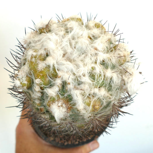 Pyrrhocactus floccosus rare cactus with dense white wool and long dark spines succulent specimen