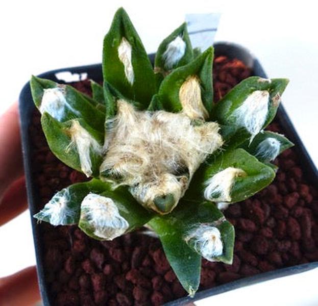 Ariocarpus agavoides X bravoanus rare succulent cactus with woolly areoles and green fleshy leaves