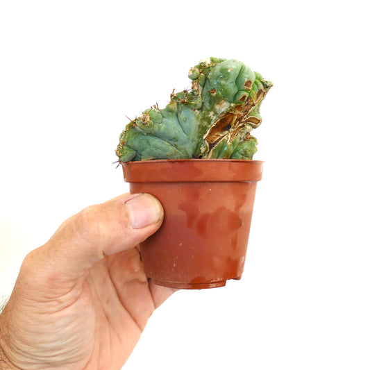 Trichocereus pachanoi succulent cactus with irregular monstrose growth and small spines in pot