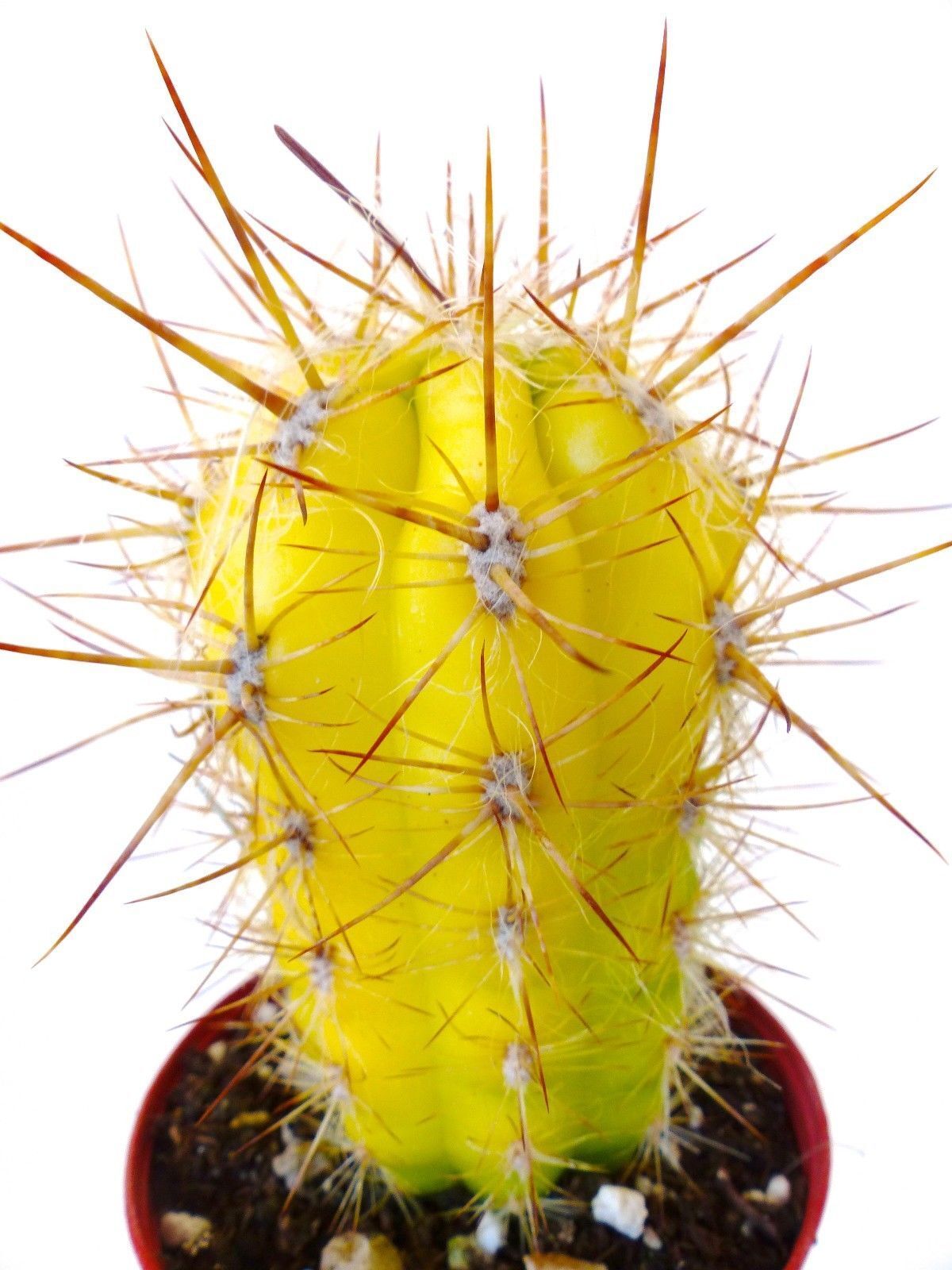 Oreocereus celsianus succulenta gialla con lunghi aculei arancioni e areole lanose