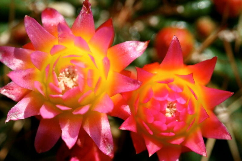 Oroya peruviana vibrant pink and yellow star-shaped cactus flowers in bloom