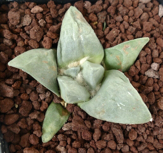 Ariocarpus retusus cv FRUMUDOSU rare succulent cactus with thick triangular leaves and woolly center
